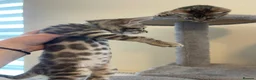 Bengal cats for sale: 7 beautiful pure Bengal Kittens - Advert 17