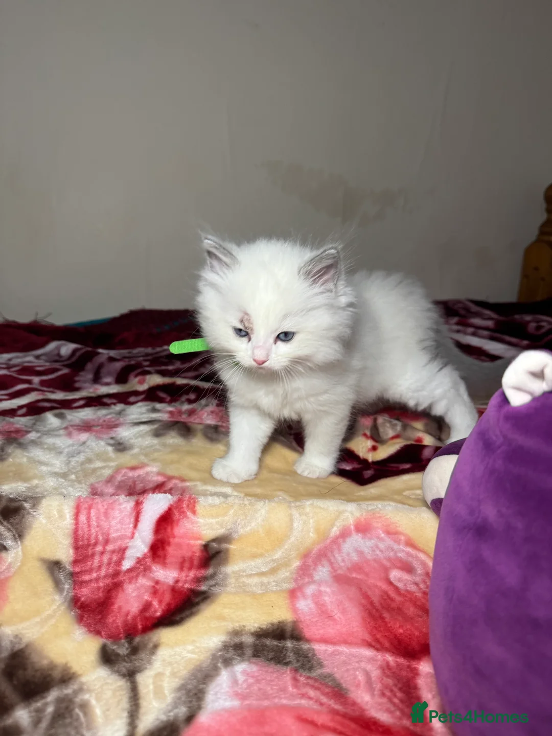 Ragdoll cats for sale: 5 Beautiful blue eyed pure ragdolls - Advert 11