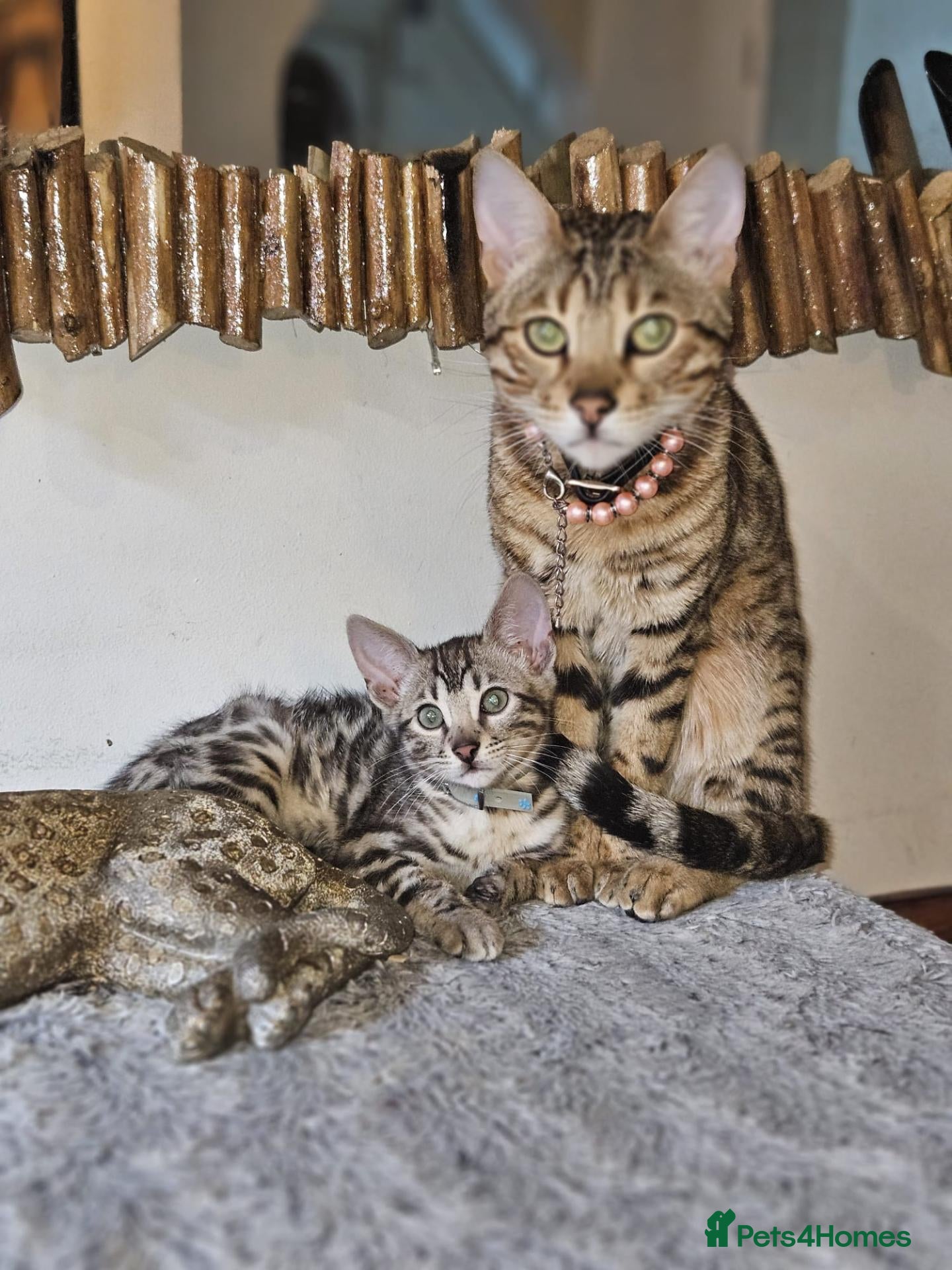 Bengal cats for sale: Bengal mix - Advert 1