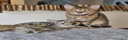 Bengal cats for sale: Bengal mix - Advert 1