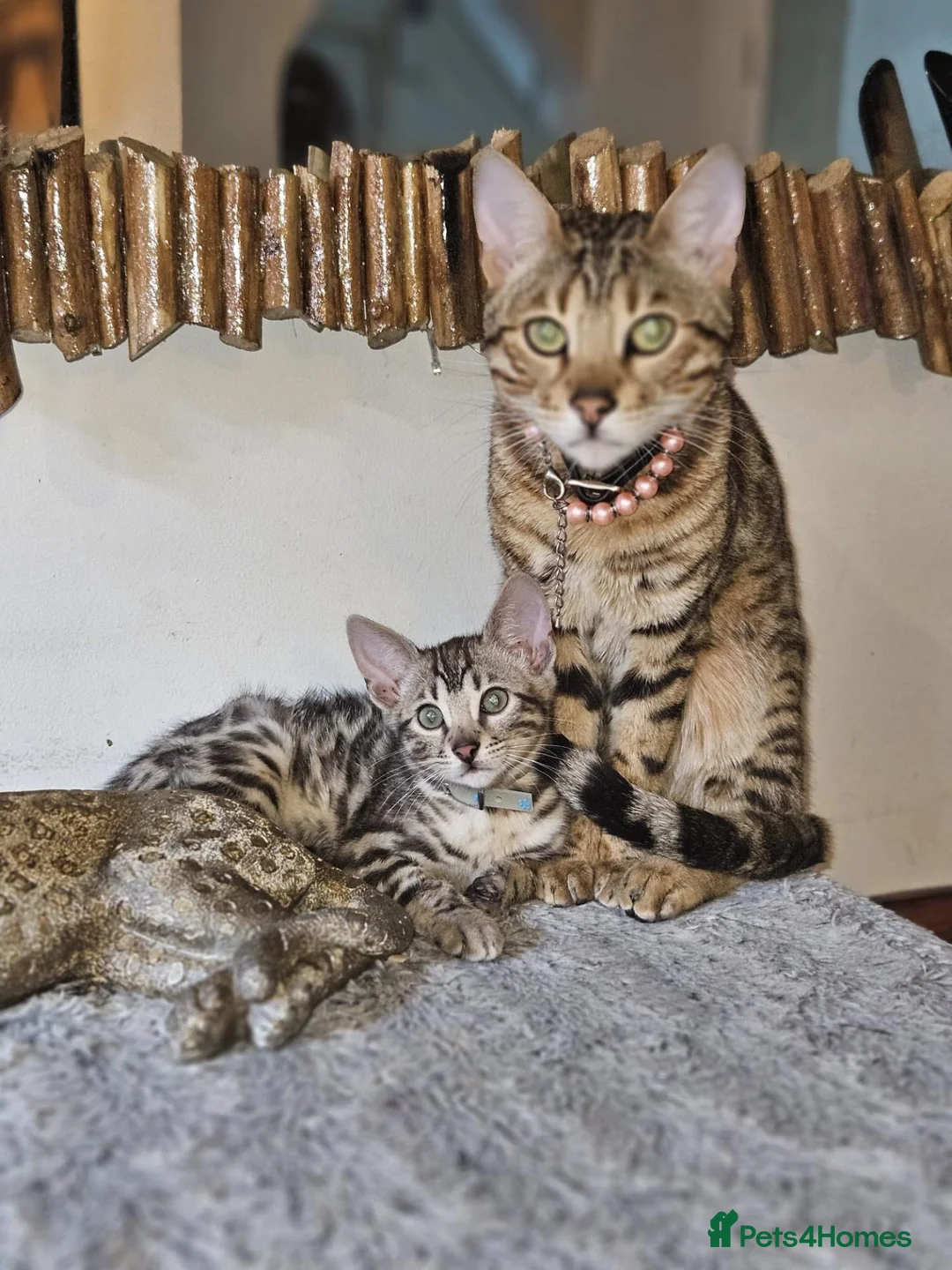 Bengal cats for sale: Bengal mix - Advert 1