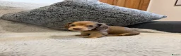 Dachshund dogs for sale: Long-haired miniature daschund pups for sale  - Advert 6