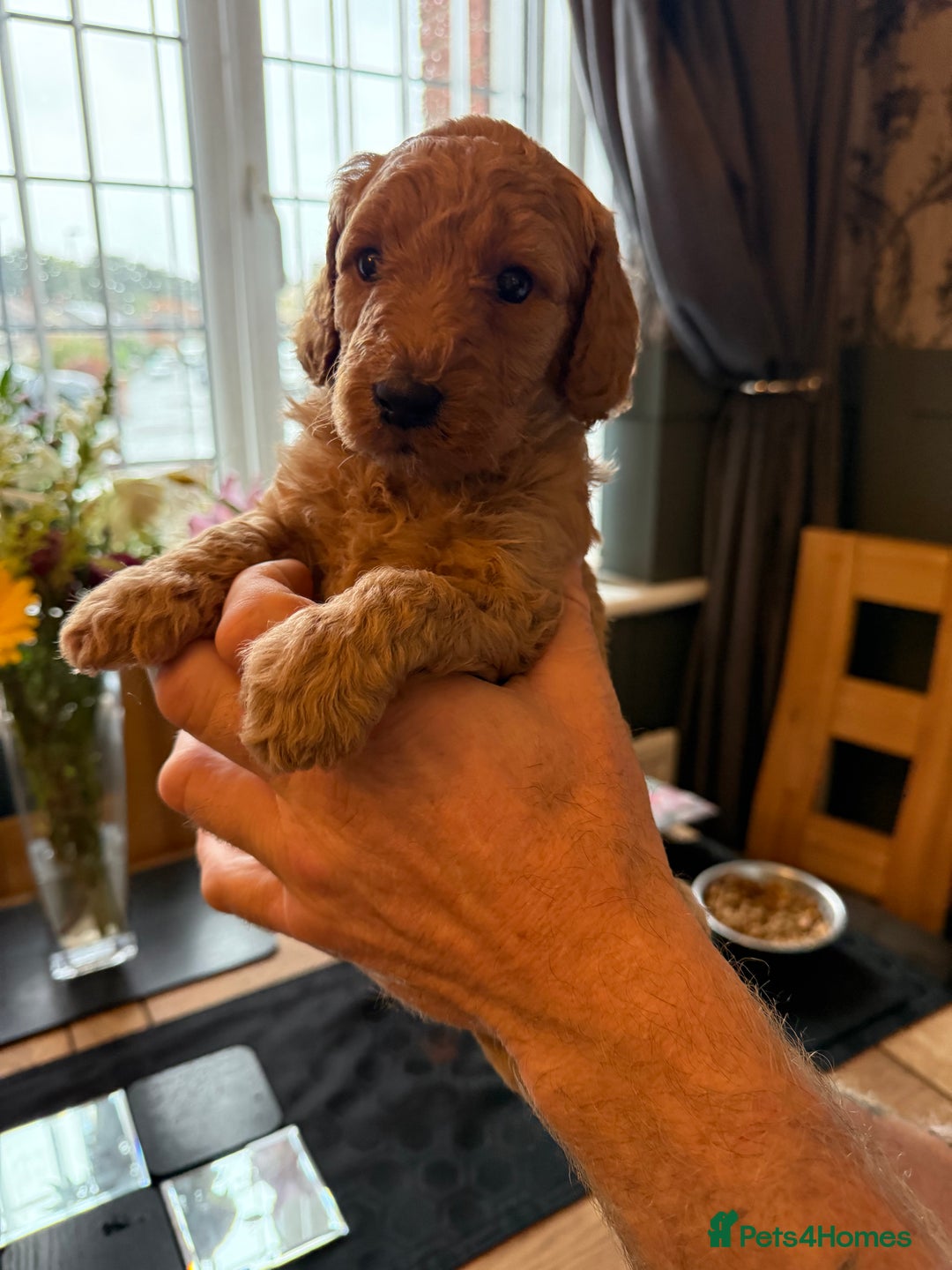 Labradoodle dogs for sale: Gorgeous Red Mini Labradoodles last one - Image 13