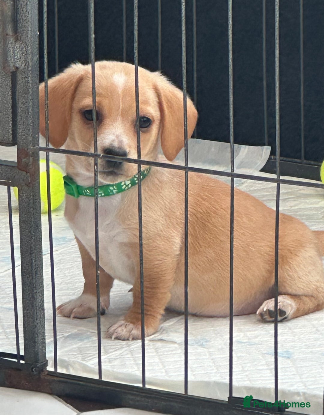 Mixed Breed dogs for sale: Dachshund X mini Jack Russell - Image 1