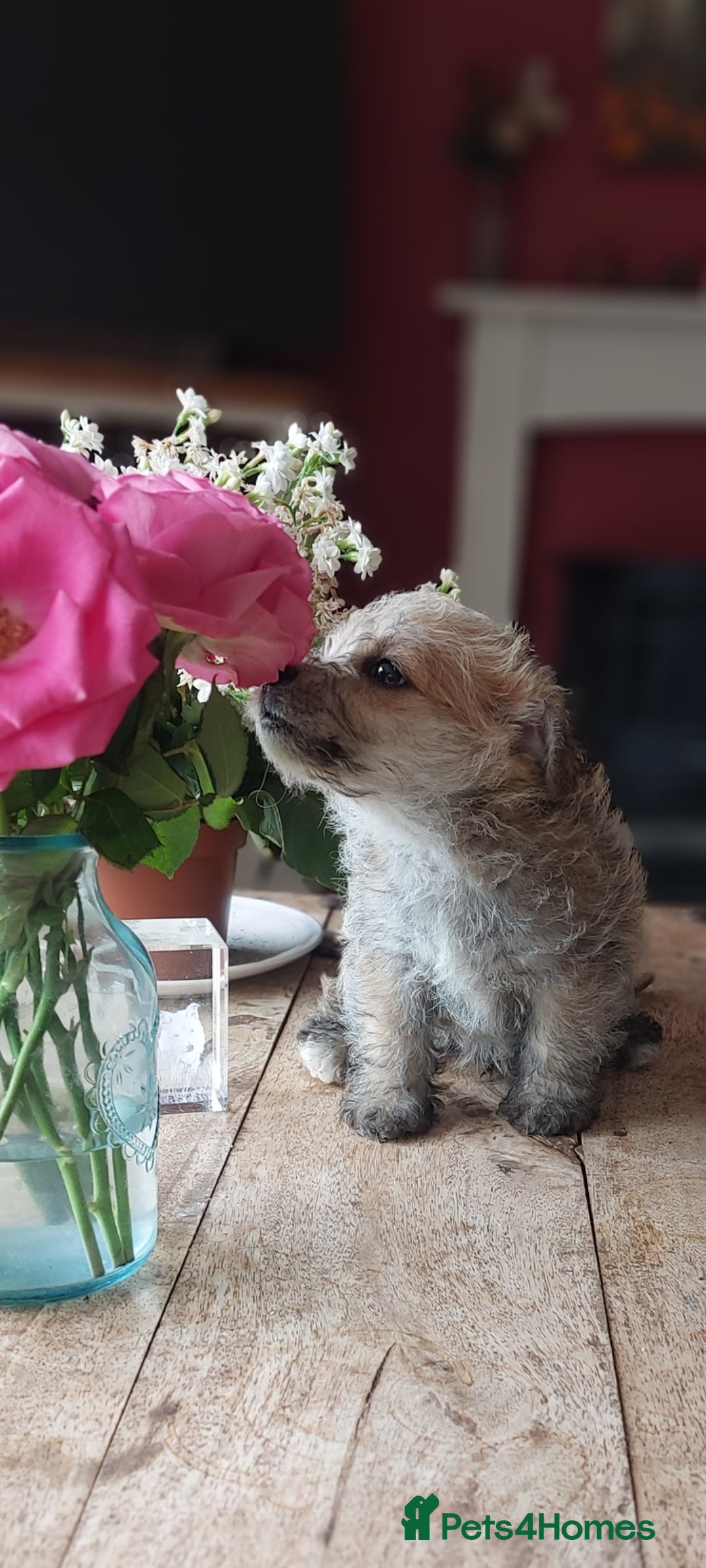 Poodle dogs for stud: Miniature poodle x norwich terrier - Image 5