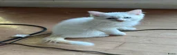 Ragdoll cats for sale: Super rare cute cuddly confident ragdoll kittens in Bexhill-on-Sea - Advert 6