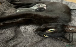 Mixed Breed cats for sale: Kittens ready end of november - Image 8