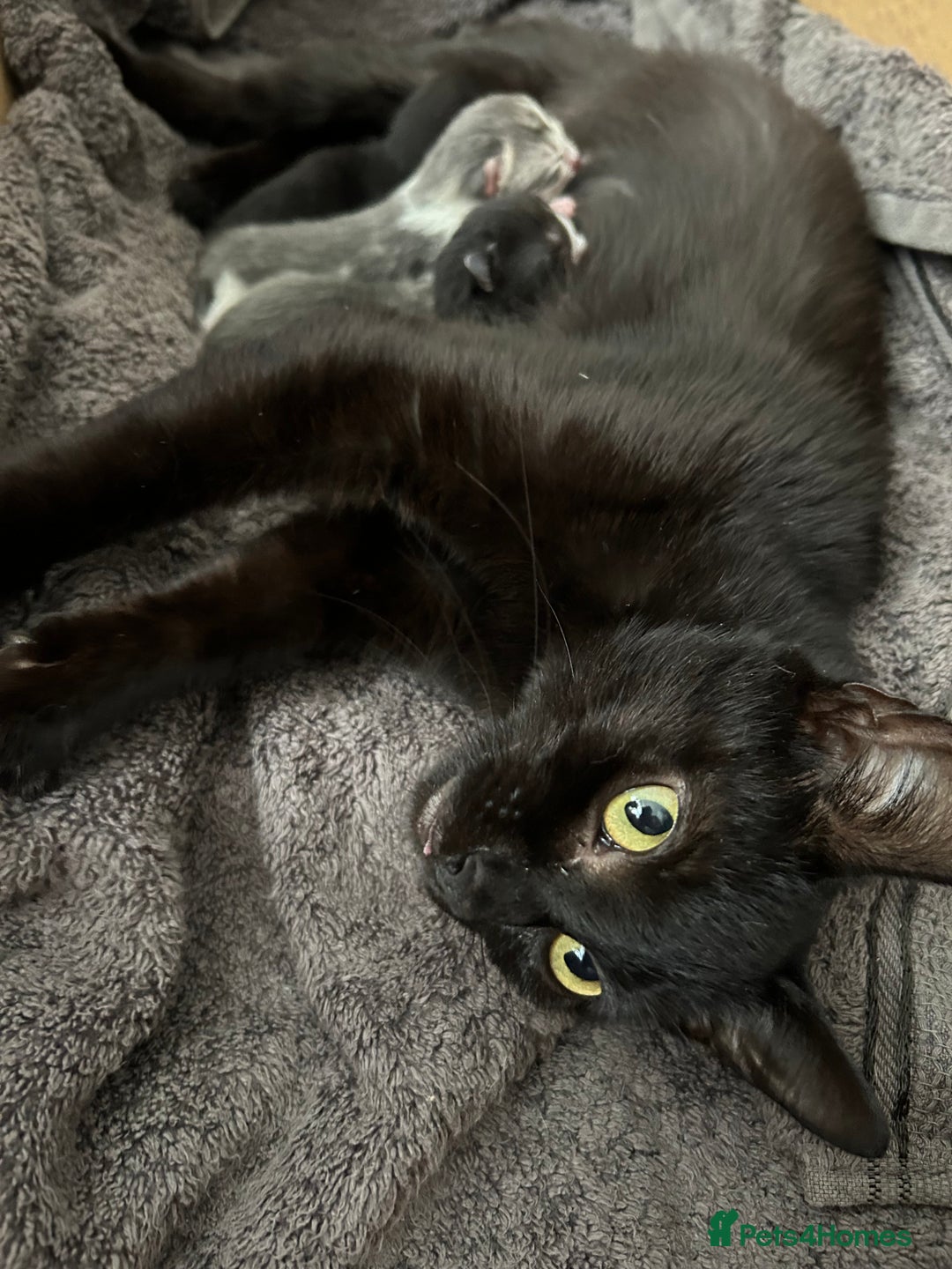Mixed Breed cats for sale: Kittens ready end of november - Image 8