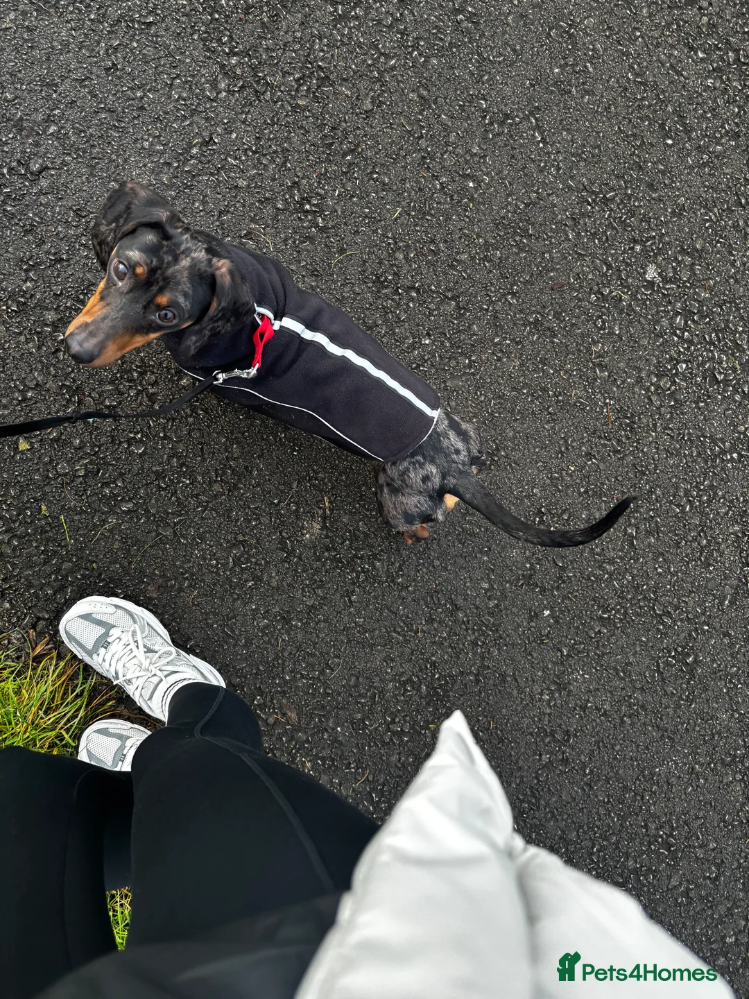 Dachshund dogs for sale: 1 year old male miniature dachshund  - Advert 1