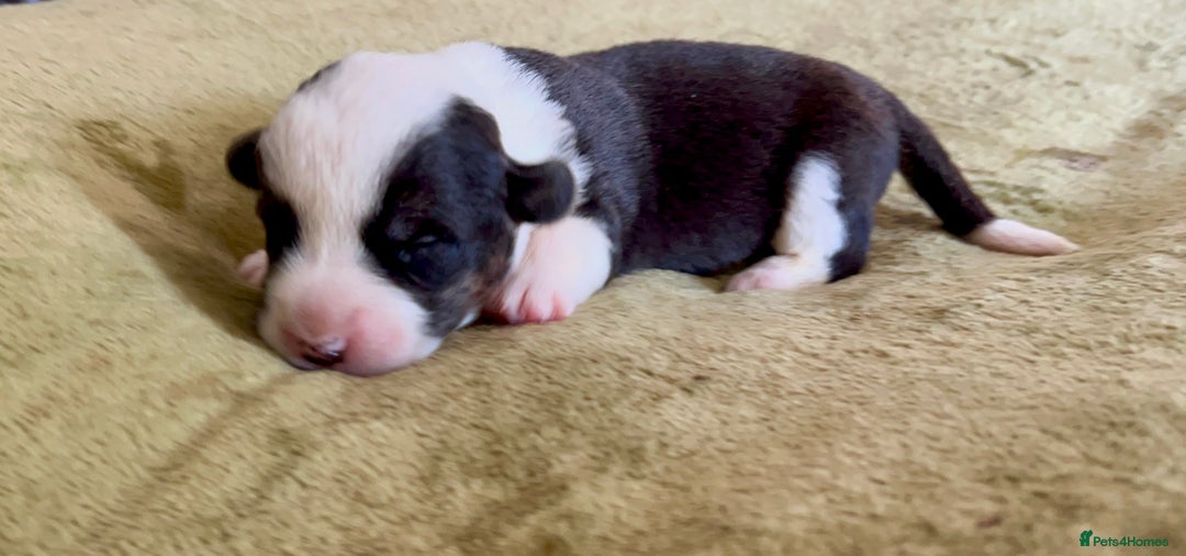 Welsh Corgi Cardigan dogs for sale: Show Quality KC Pedigree Corgi Cardigan Puppies  - Image 17