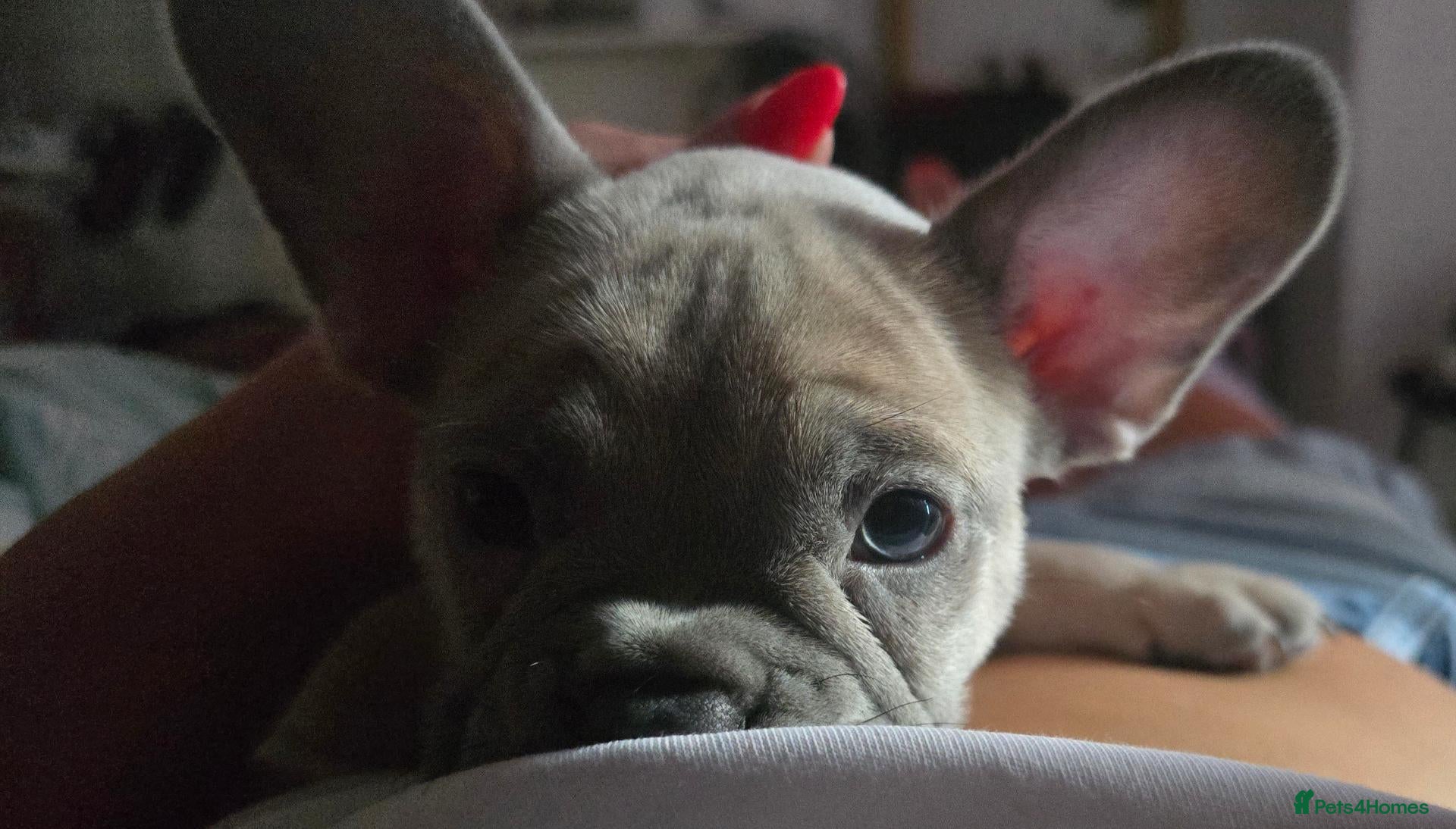 French Bulldog dogs 💙🐶French Bulldog Puppies💙🐶 - Advert 1