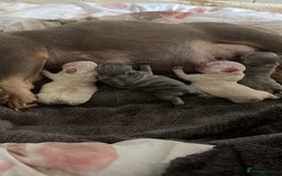 French Bulldog dogs for sale: Beautiful Frenchies - Image 6