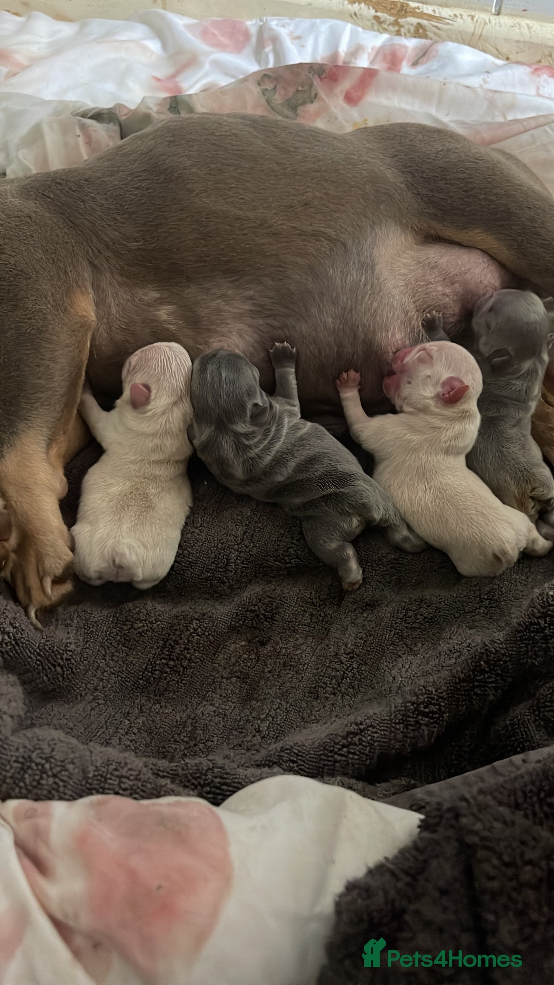 French Bulldog dogs for sale: Beautiful Frenchies - Image 6