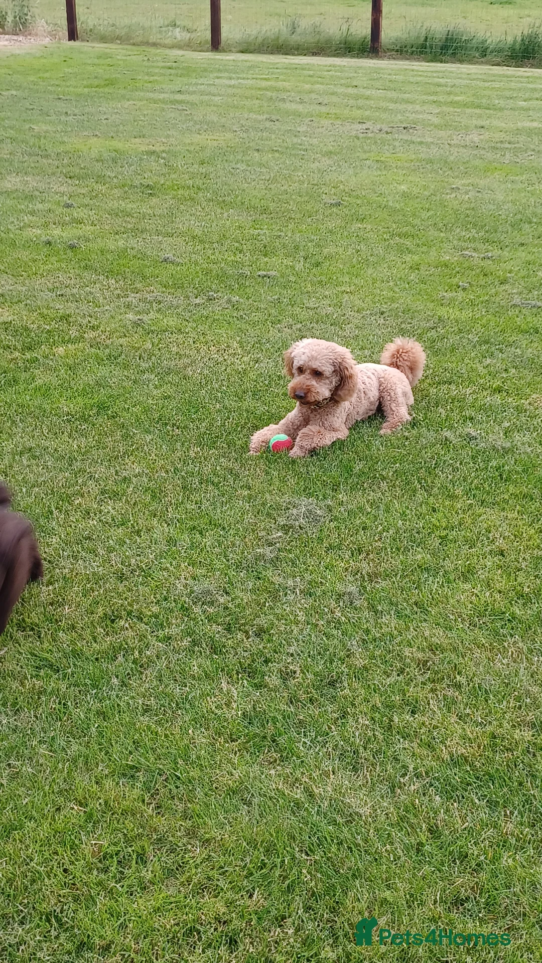 Poodle dogs for stud: ROMEO DNA health tested KC Miniature Red Poodle in Thetford - Advert 6