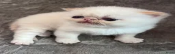 Exotic cats for sale: Last Remaining Colourpoint Exotic Boy - Advert 9