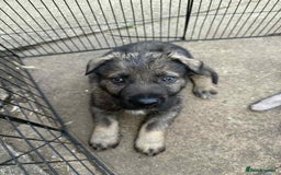German Shepherd dogs for sale: German shepherd pups  in Scunthorpe - Image 9