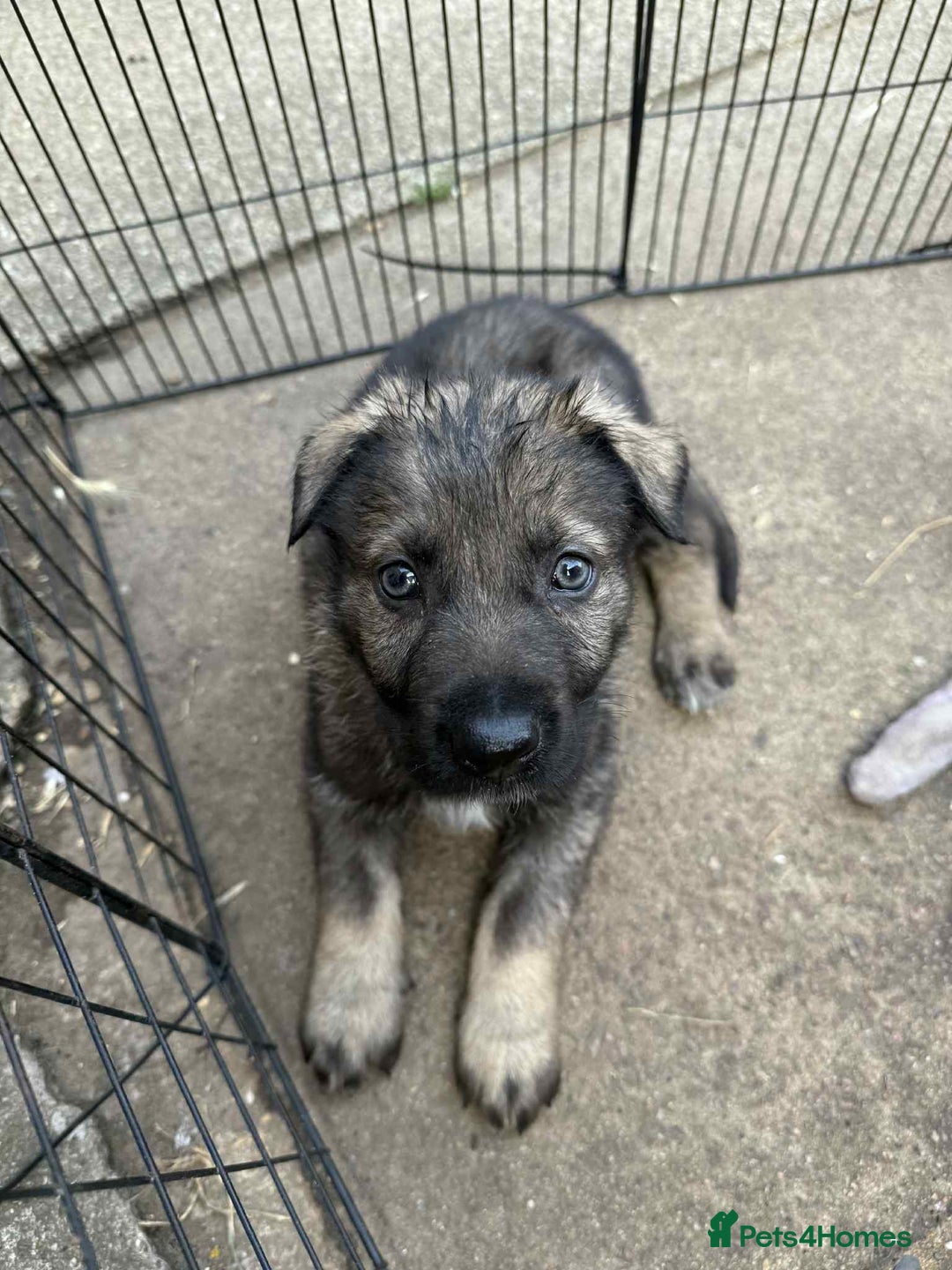German Shepherd dogs for sale: German shepherd pups  in Scunthorpe - Image 9