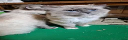 Ragdoll cats for sale: Ragdoll Kittens, Long-haired, Blue Point - Advert 8