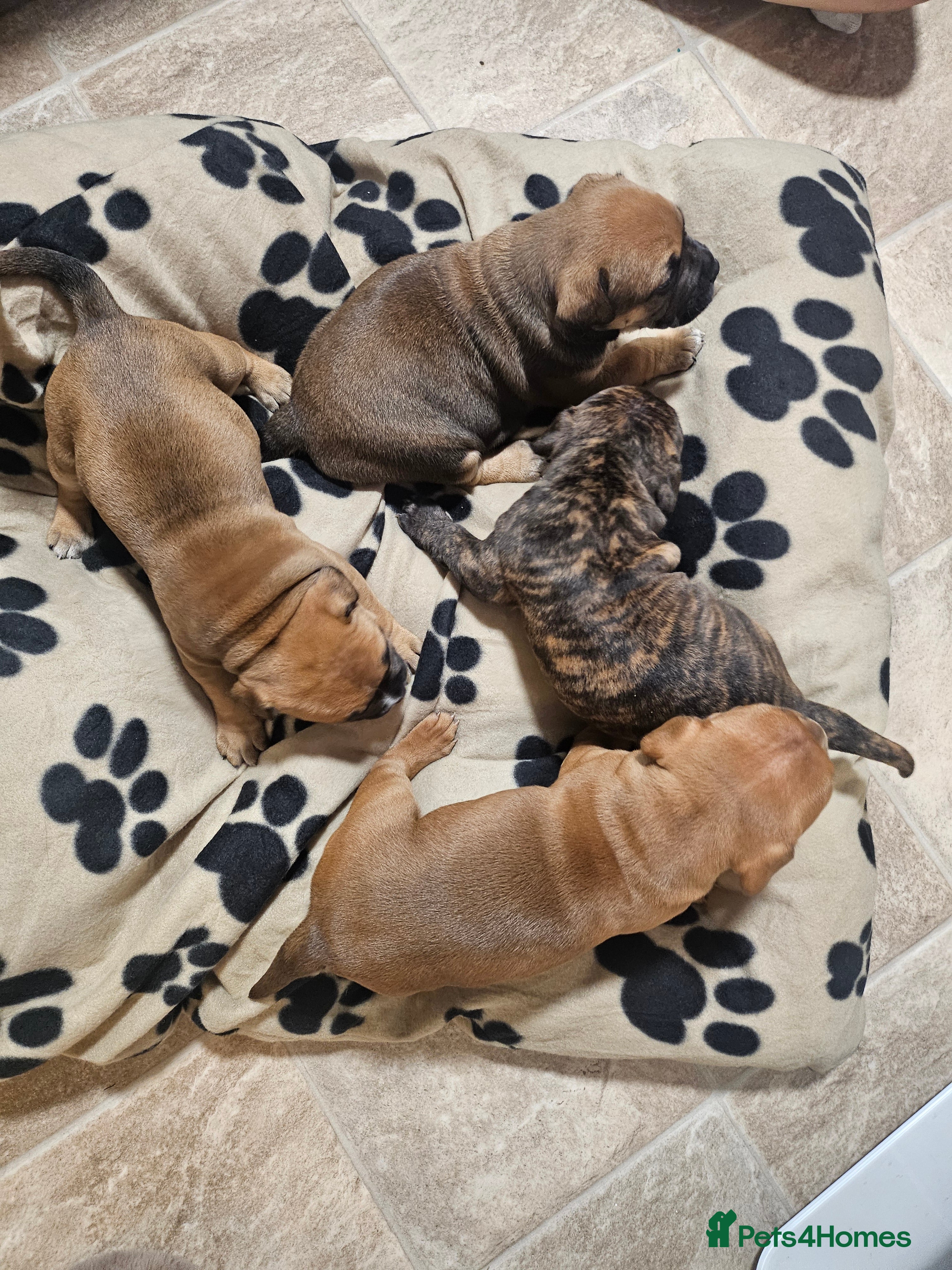 Mixed Breed dogs Mixed breed puppies - Advert 1