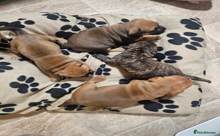 Mixed Breed dogs Mixed breed puppies - Advert 2