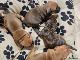 Mixed Breed dogs for sale: Mixed breed puppies - Advert 1