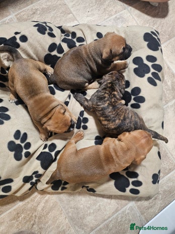 Mixed Breed dogs Mixed breed puppies - Advert 2