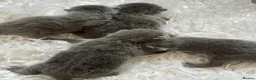 Russian Blue cats for sale: Top pedigree Instagram star Russian blue kittens - Advert 4