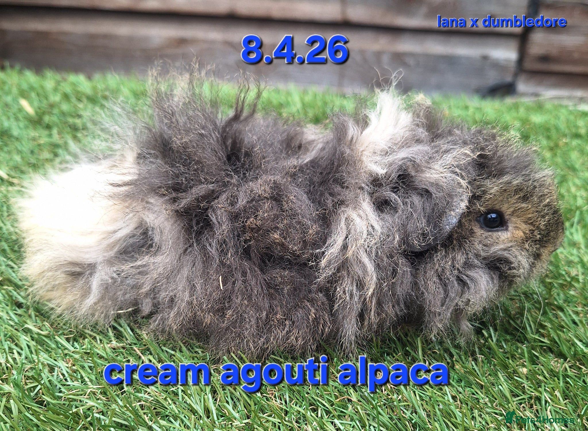 Guinea Pig rodents Fluffy baby boy male guinea pigs - Advert 22