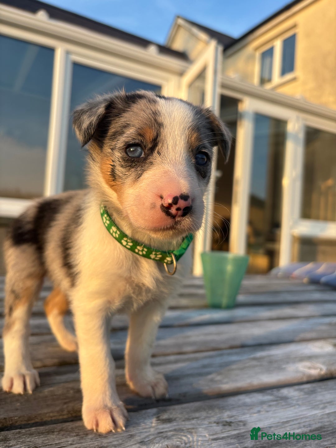 Border Collie dogs for sale: Ready to go! Beautiful Border Collie pup in Haverfordwest - Image 1