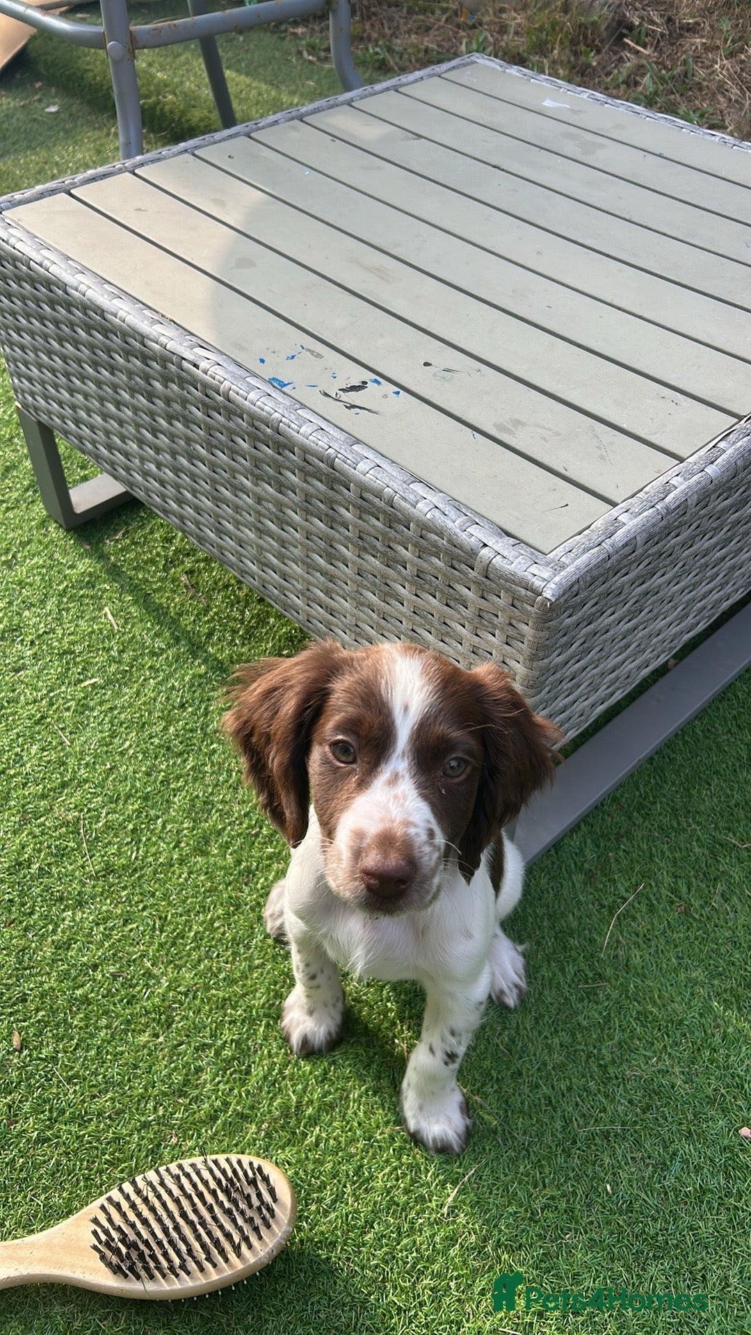 English Springer Spaniel dogs for sale: Springer spaniel  - Image 1