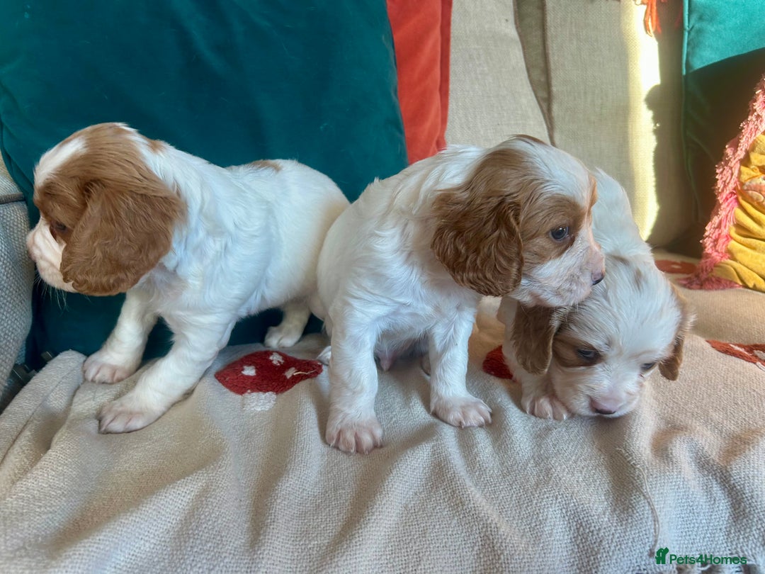 Cockalier dogs for sale: Beautiful Litter of Cavalier King Charles X Cocker - Advert 8