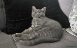 Mixed Breed cats for sale: 5 3/4 persian kittens ready now - Image 5