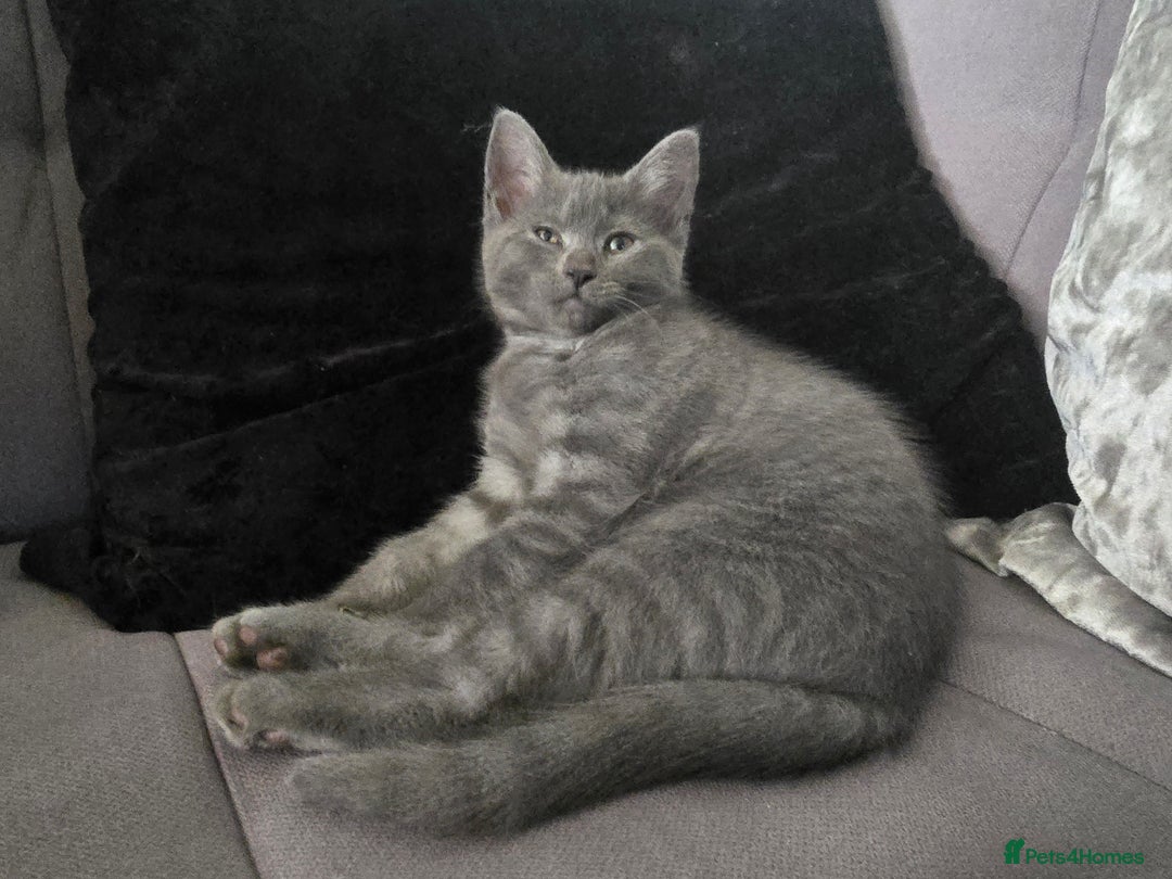 Mixed Breed cats for sale: 5 3/4 persian kittens ready now - Image 5