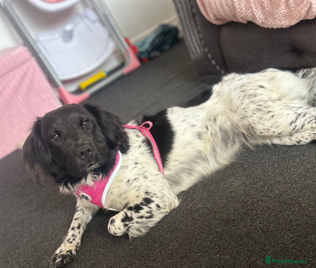 Mixed Breed dogs for sale: Springer x sharpei - Advert 5