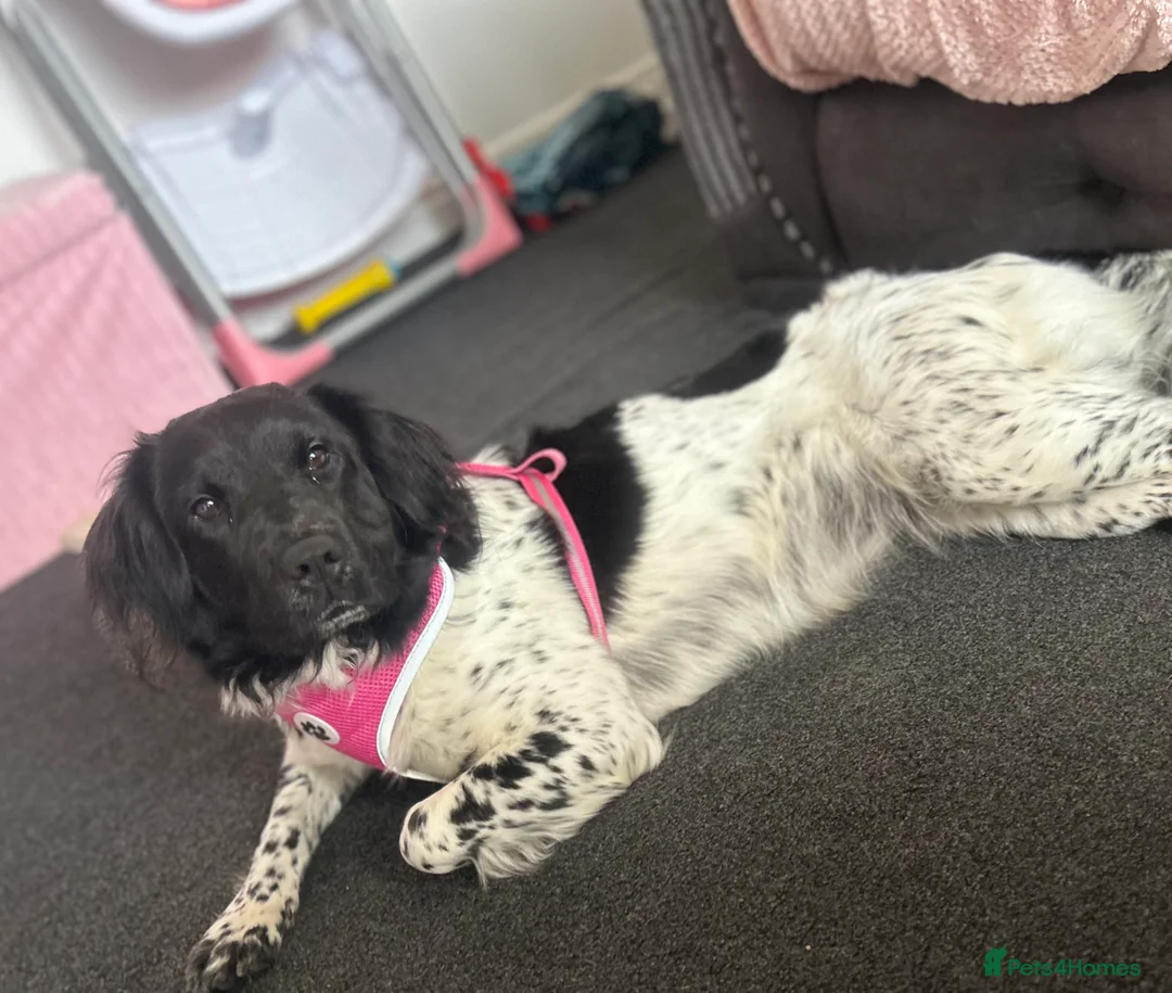 Mixed Breed dogs for sale: Springer x sharpei - Advert 5