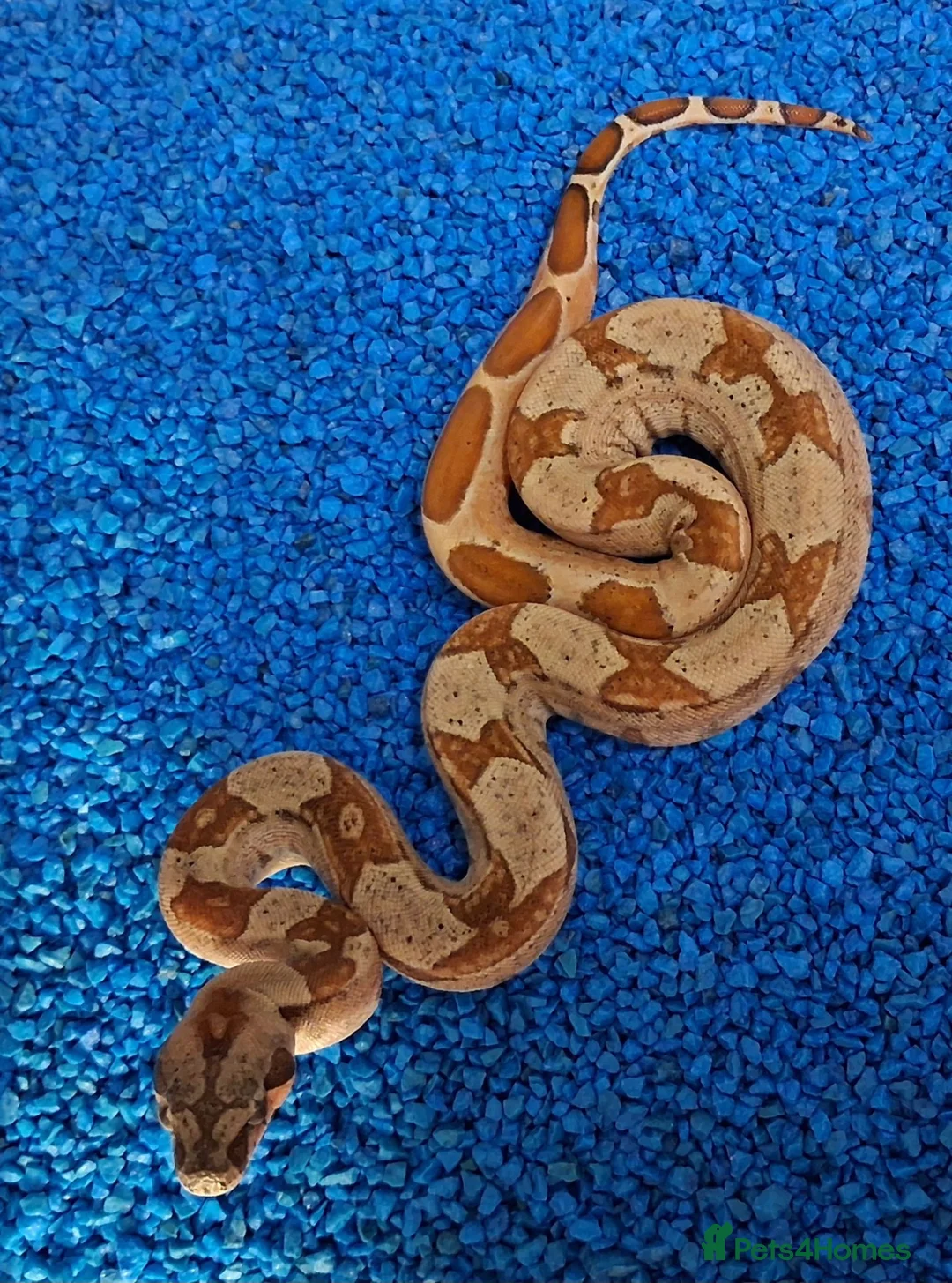 Boa Snake reptiles for sale: Baby Hypo Boa constrictor's  - Advert 9
