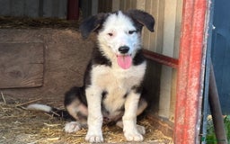 Border Collie dogs for sale: Border Collie Male - Image 11