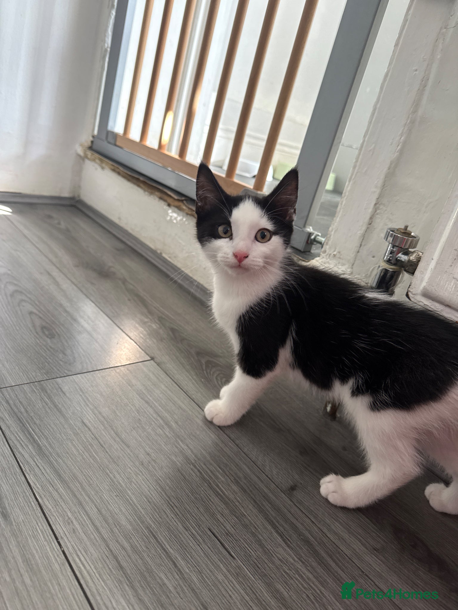 British Shorthair cats 1 boy kitten left - Advert 5