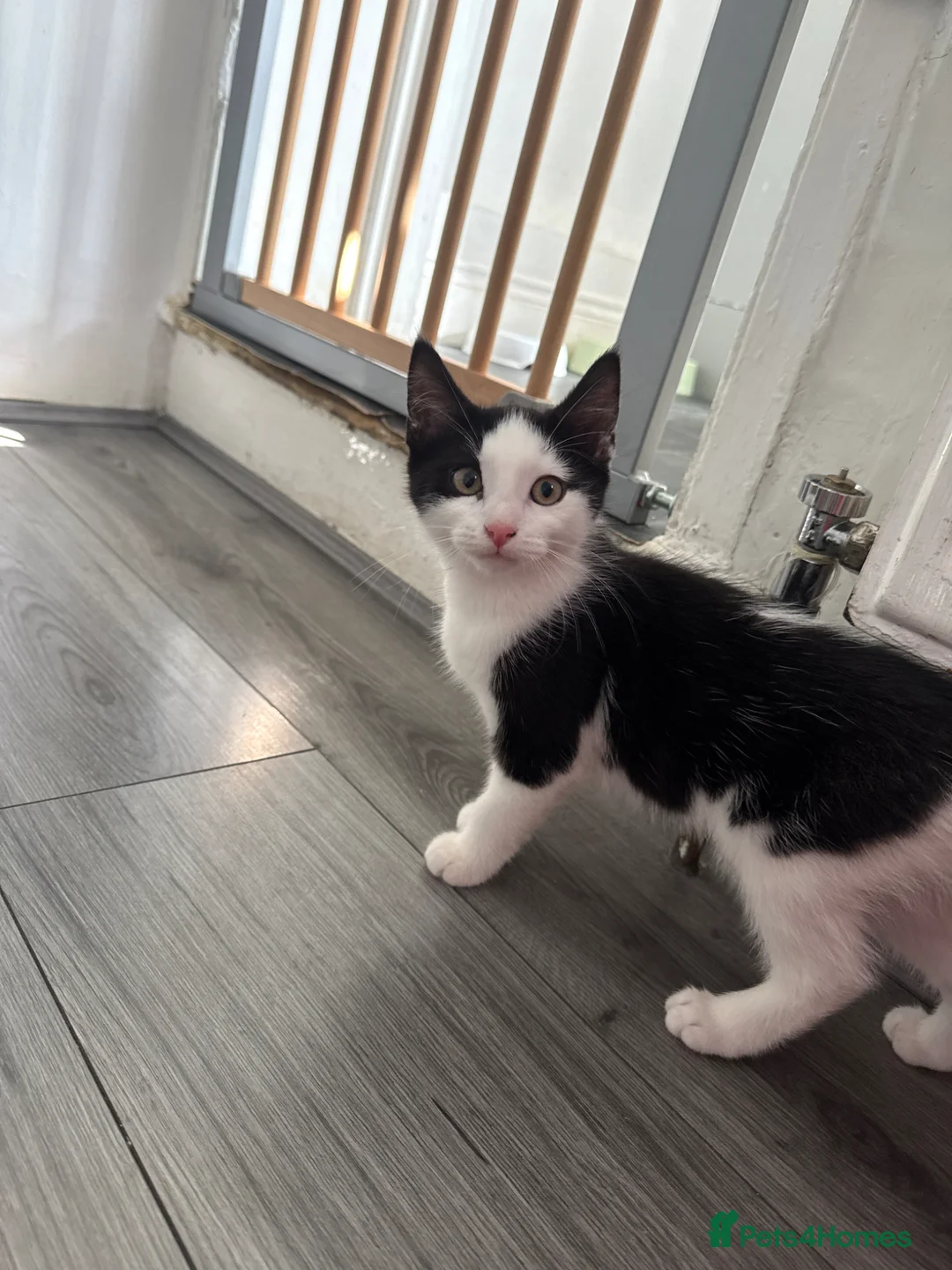 British Shorthair cats for sale: 1 boy kitten left - Advert 1