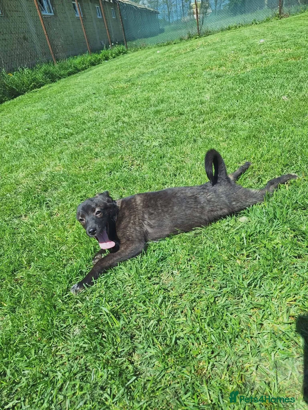 Mixed Breed dogs for adoption: Pink for adoption in Bedford - Advert 8