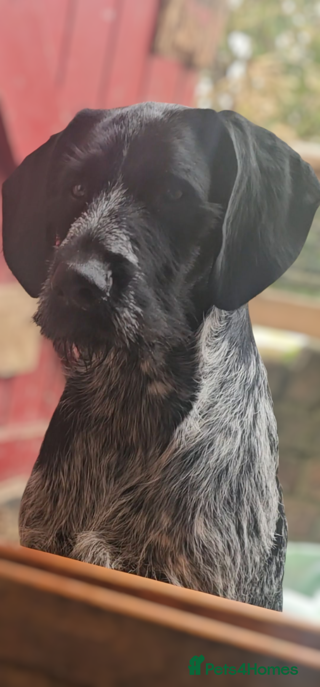 German Wirehaired Pointer dogs for sale: Female German Wirehaired pointer pup - Advert 12