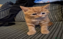 Mixed Breed cats for sale: Male ginger kitten  - Image 3
