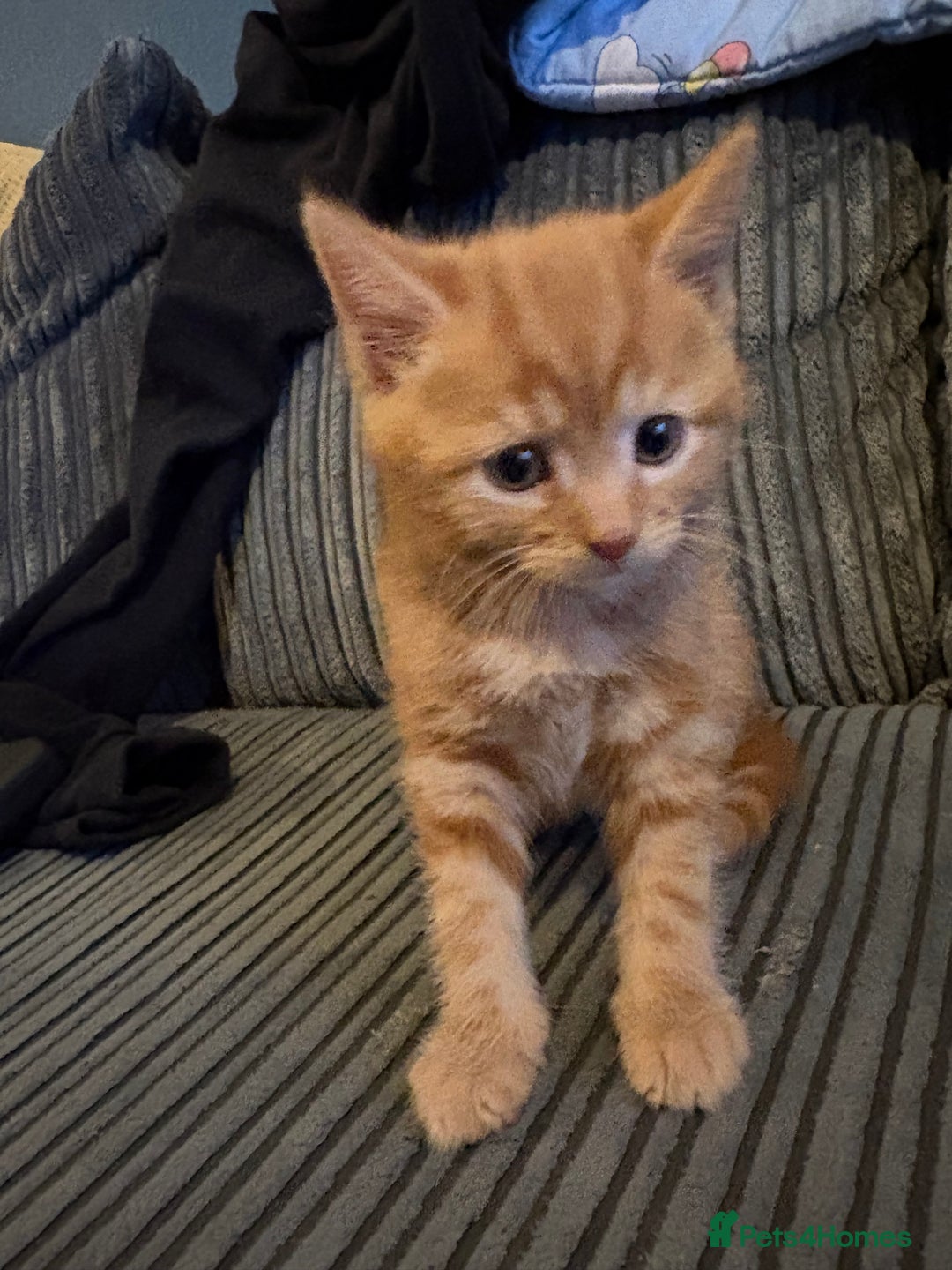 Mixed Breed cats for sale: Male ginger kitten  - Image 3