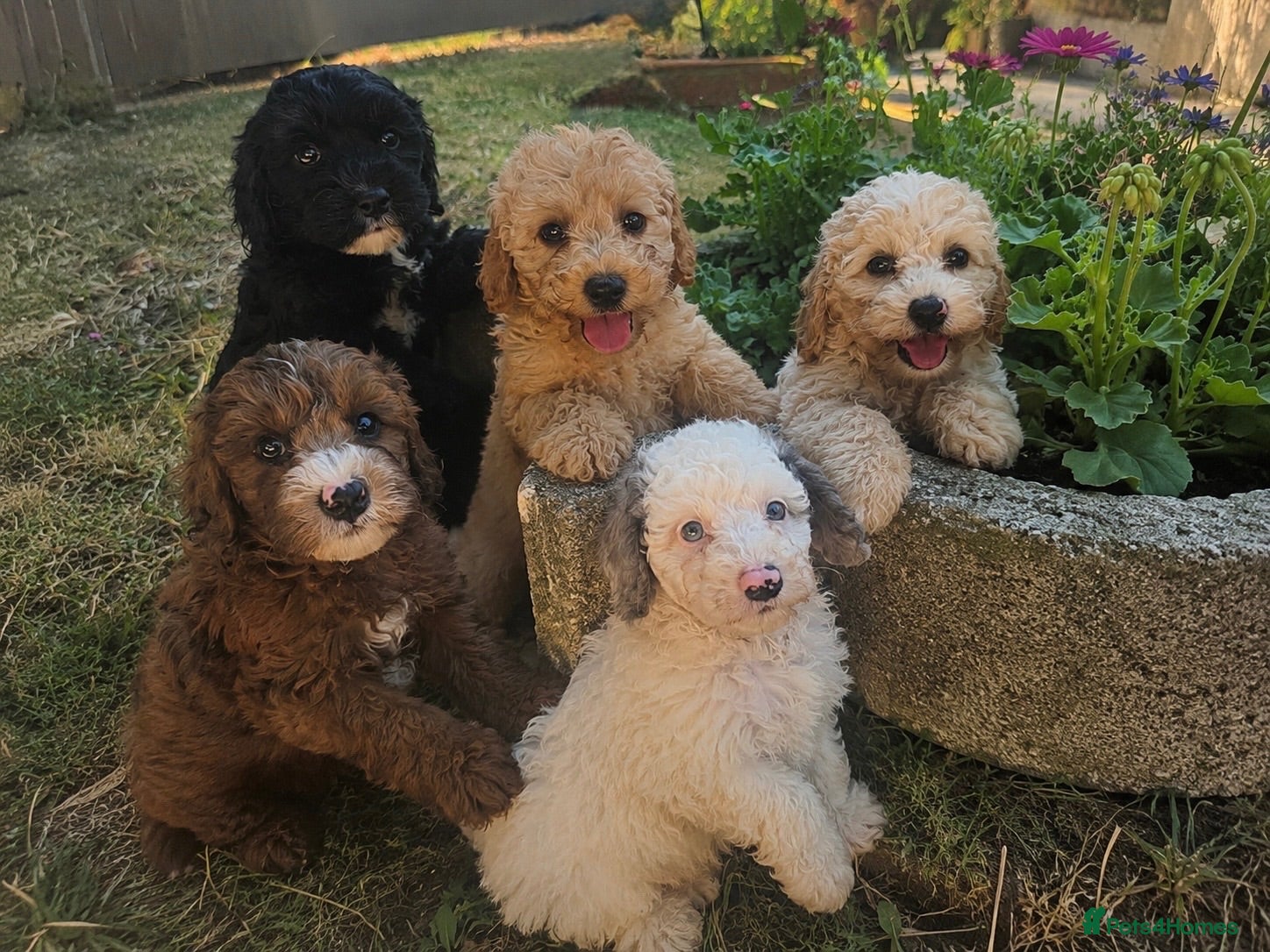Cavapoo dogs DNA health tested Miniature Cavapoos 🌸  - Advert 3