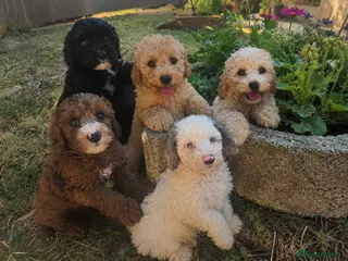 Cavapoo dogs DNA health tested Miniature Cavapoos 🌸 - Advert 3