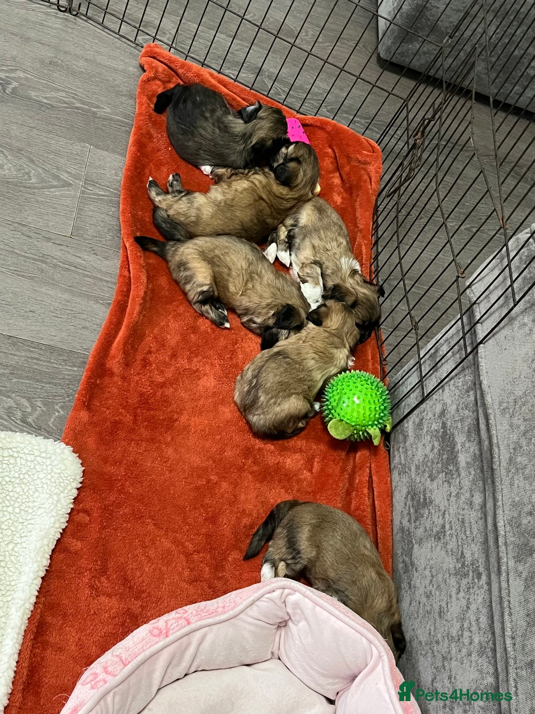 Lhasa Apso dogs for sale: Dogs  - Image 10