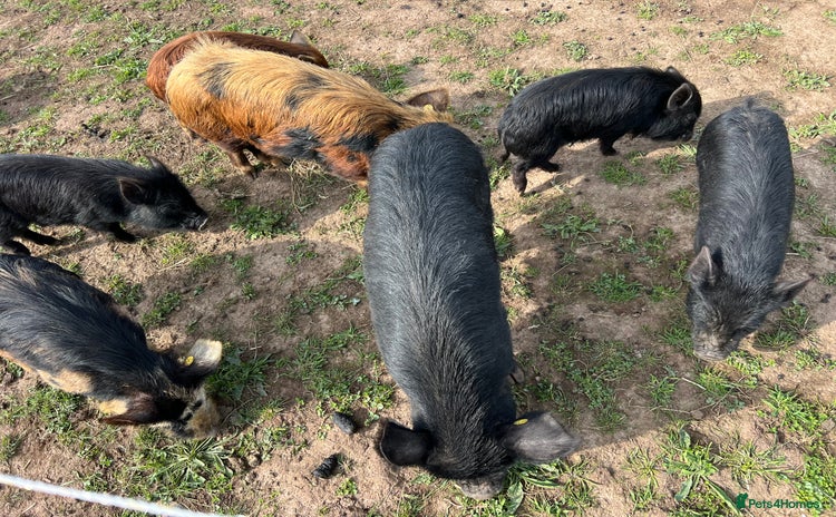 Pig livestock - Advert 1