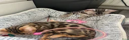 Bengal cats for sale: LAST THREE Ready now GCCF REGISTERED  - Advert 17
