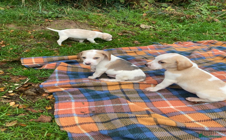 Beagle dogs - Advert 1
