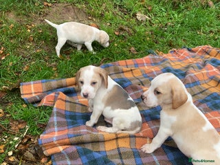 Beagle dogs - Advert 18